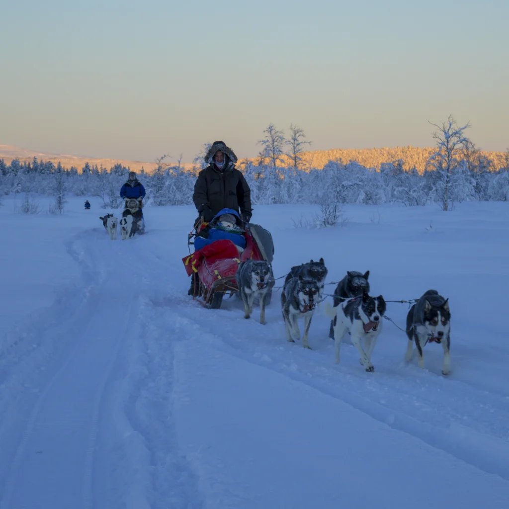 Afternoon Guided Nature Tour on dogsled - Kiruna Husky